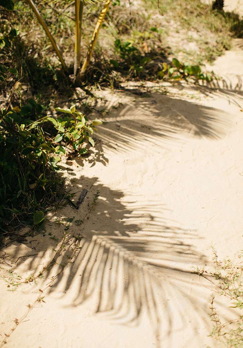 palmier sable plage